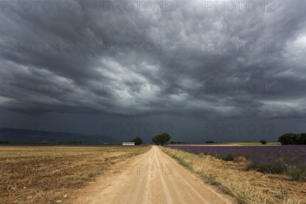 Gravel road through lavender field, flowering true lavender (Lavandula angustifolia), thunderstorm