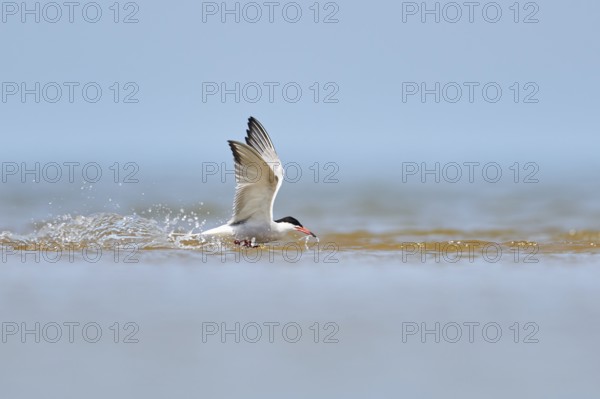 Elegant tern (Thalasseus elegans) flying in the sky above the sea, hunting, ebro delta, Catalonia,