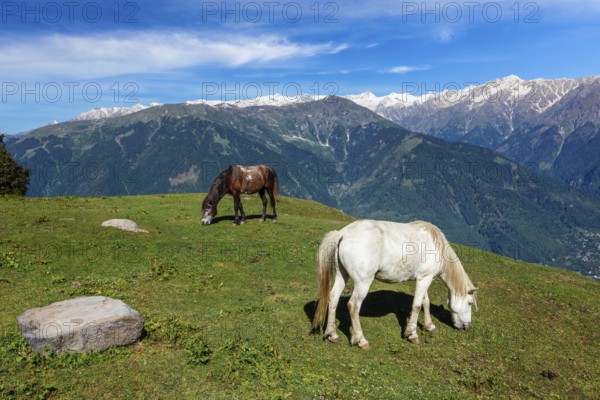 Horses grazing in Himalayas mountains. Near Manali, above Kullu Valley, Himachal Pradesh, India,
