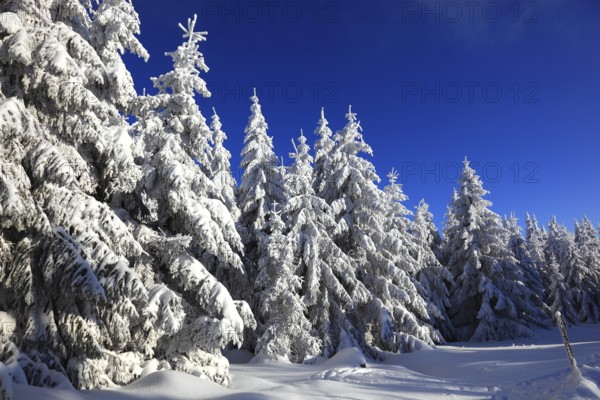 Winter landscape in the Fichtelgebirge, Bayreuth district, Upper Franconia, Bavaria, Germany,