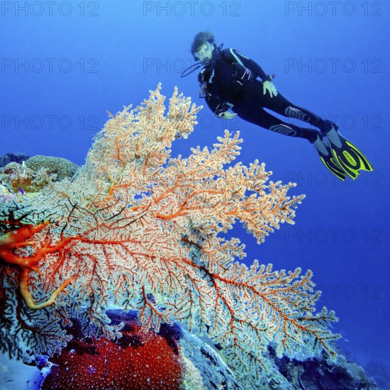Diver looking at sea fan coral (Melithea ochracea) Sea fan Knotted fan, Indo-Pacific, Bali,