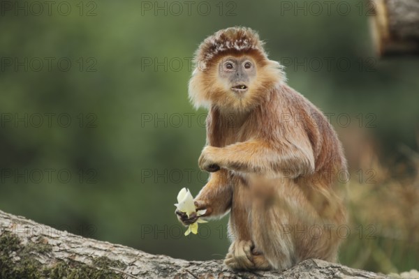 Javan lutung (Trachypithecus auratus), portrait, adult, feeding, food, sitting, gazing, amazement,