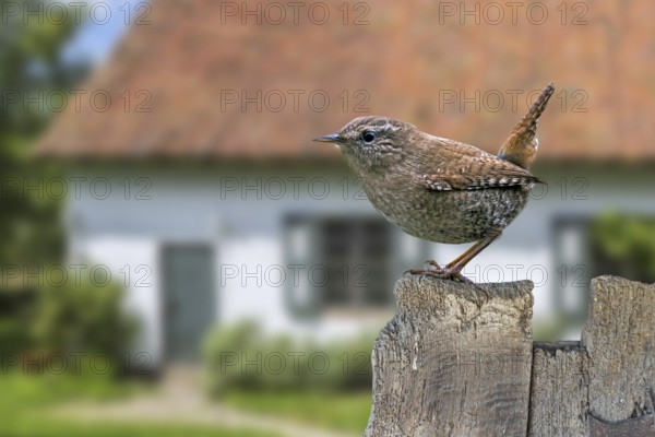 Eurasian wren (Troglodytes troglodytes) (Nannus troglodytes) perched on old weathered wooden garden