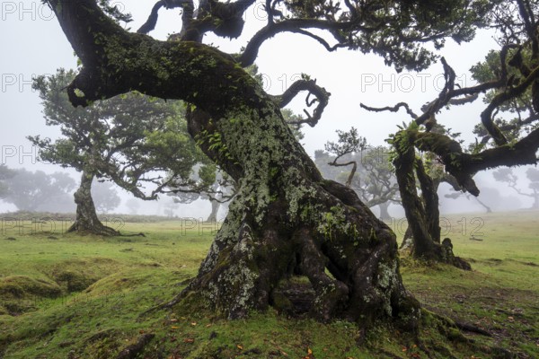 Laurel trees overgrown with moss and plants in the mist, old laurel forest (Laurisilva), stinkwood