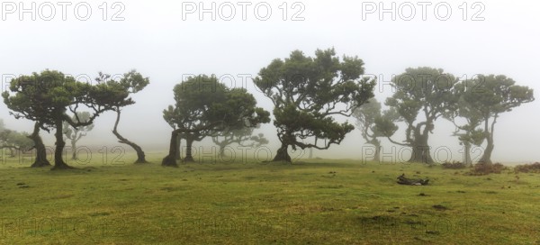 Laurel trees overgrown with moss and plants in the mist, old laurel forest (Laurisilva), stinkwood