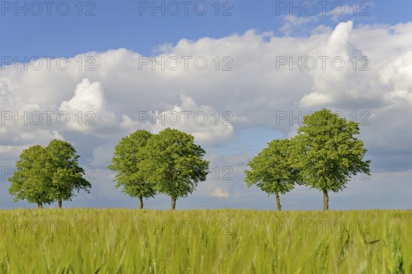 Linden trees (Tilia), row of trees by a green grain field, blue cloudy sky, North Rhine-Westphalia,