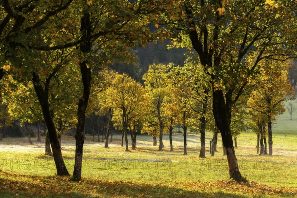 Engtal valley, large maple in the morning dew, sycamore maple (Acer pseudoplatanus) in glorious