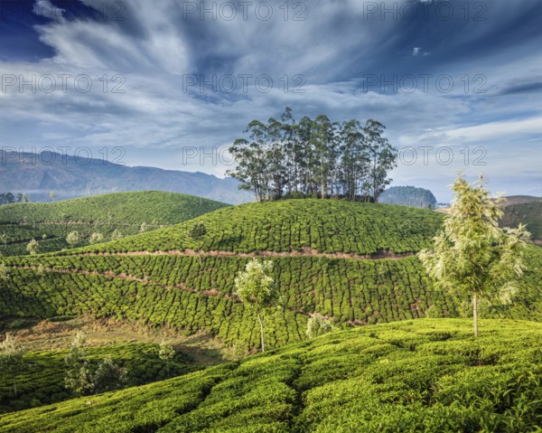Kerala India travel background, green tea plantations in Munnar, Kerala, India, tourist attraction,