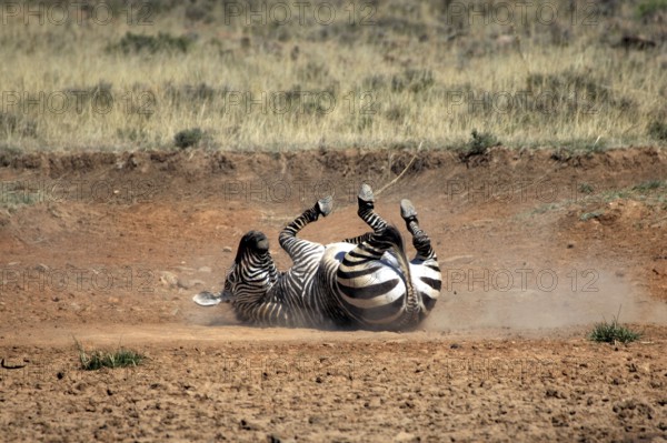 Cape mountain zebra (Equus zebra zebra), rolling in dust, Mountain Zebra National Park, South