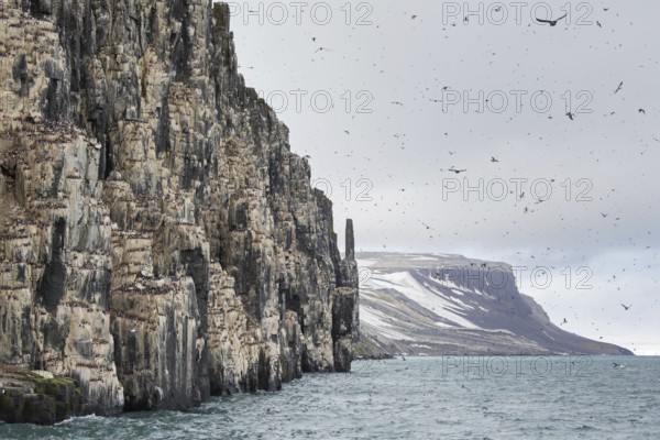 Alkefjellet, sea cliff housing seabird colony of thick-billed murres (Uria lomvia), Brünnich's