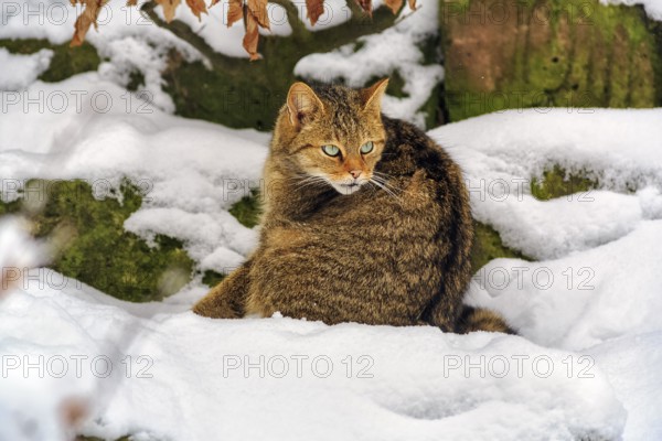 Wildcat (Felis silvestris), sitting in the snow, in the game reserve, attentive view, Neuhaus
