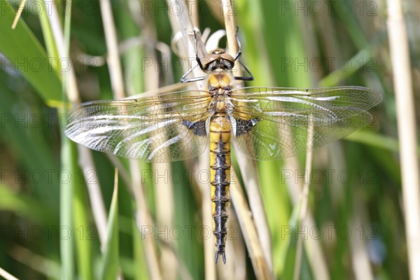 Two-spot (Epitheca bimaculata), freshly hatched animal drying itself on a reed stalk, imago on a