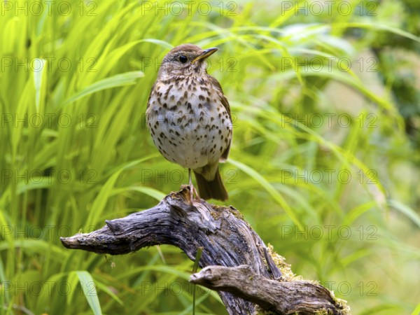 Song thrush (Turdus philomelos) sitting on a branch, Solms, Hesse, Germany, Europe