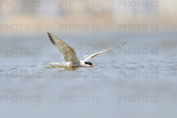 Elegant tern (Thalasseus elegans) flying above the sea, hunting, ebro delta, Catalonia, Spain,