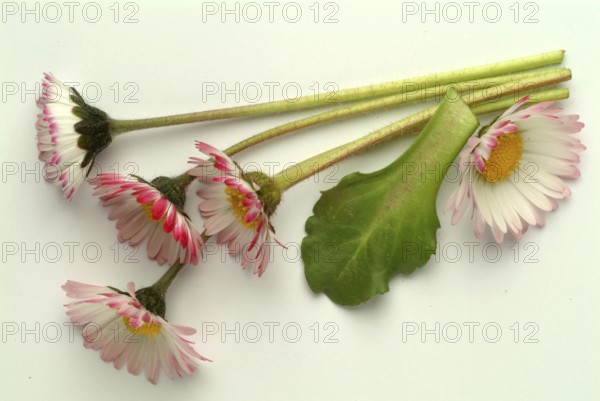 Common daisy (Bellis perennis), medicinal plant, naturopathy classifies the daisy among other