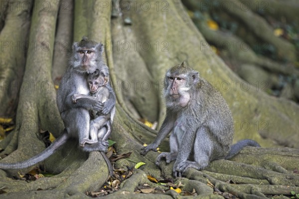Family of crab-eating macaques (Macaca fascicularis) Balinese long-tailed macaque with juvenile on