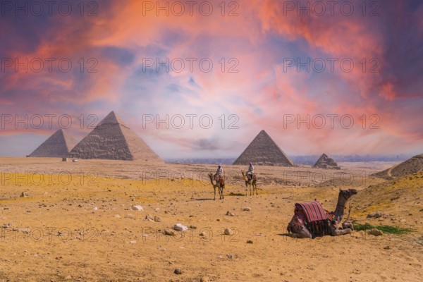 Cairo, Egypt, October 2020: A seated camel and men on camels in the background at the Pyramids of