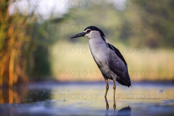 Black crowned night heron (Nycticorax nycticorax) in the water at sunrise, Pusztaszer, Hungary,