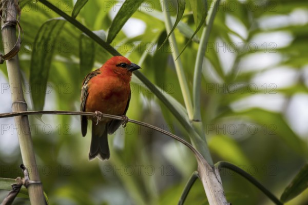 Red fody (Foudia madagascariensis), Madagascar fody, red cardinal fody, common fody, Madagascar