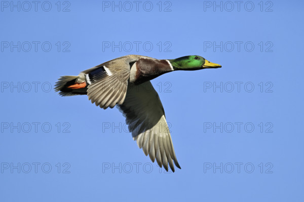 Mallard (Anas platyrhynchos), drake in flight, Lake Zug, Canton Zug, Switzerland, Europe