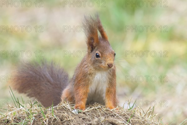 Squirrel (Sciurus vulgaris), dark morph, adult animal, wildlife, animals, mammal, rodent,
