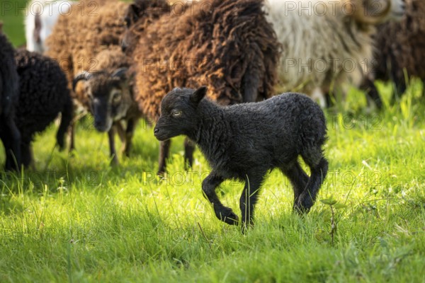 Black lamb running in the meadow, behind it other sheep. Ouessant sheep (Breton dwarf sheep),