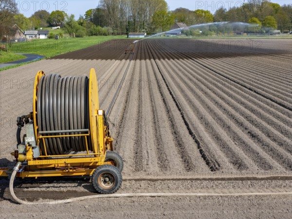 Artificial irrigation of a potato field in April, with a sprinkler system, long drought in spring