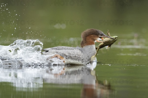 Common merganser. Mergus merganser. A female caught a bull frog and swims fast to escape from a