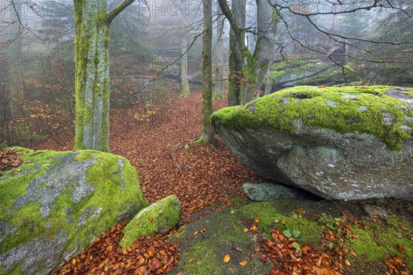 Foggy forest with large moss-covered boulders in autumn, Großer Waldstein, Fichtelgebirge, Upper