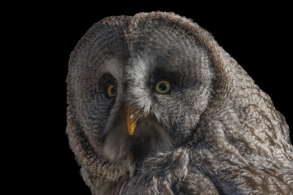 Great Grey Owl (Strix nebulosa) portrait. Captive raptor show. Kintzheim, Bas rhin, Alsace, France,