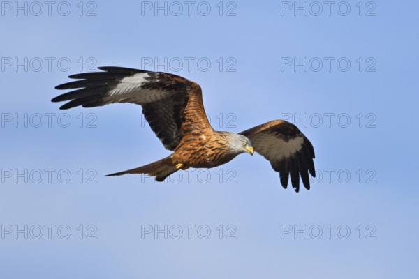 Red Kite, Red Kite, Montagu's Harrier, Montagu's Harrier (Milvus milvus), in flight, Canton Aargau,