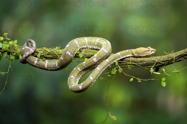 Griffin-tailed lance adder (Bothriechis schlegelii), green variety, sitting on a branch, Heredia