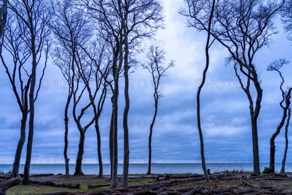 Ghost forest on the beach at the Baltic seaside resort of Nienhagen, Mecklenburg-Vorpommern,