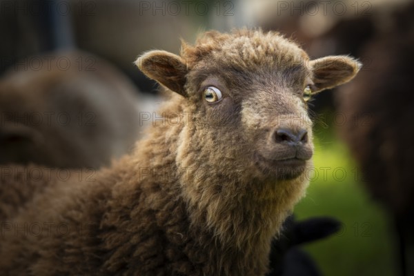 Brown sheep, portrait, funny facial expression, cautious, critical, Ouessant sheep (Breton dwarf