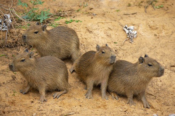 Capybara (Hydrochaeris hydrochaeris) Pantanal Brazil