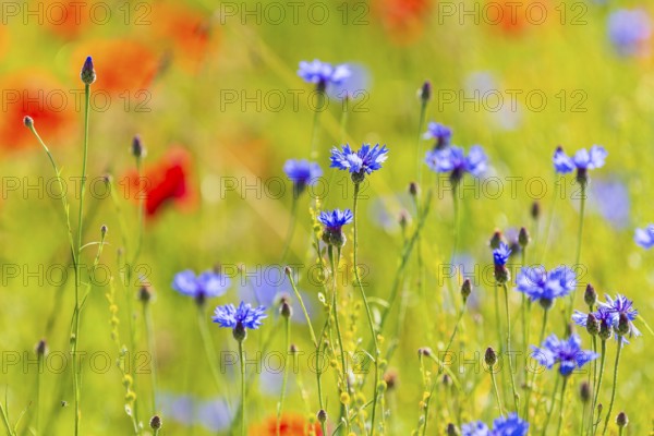Corn poppy (Papaver rhoeas) and cornflower (Centaurea cyanus) in bloom in a meadow, Saxon