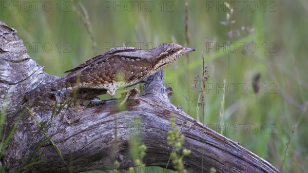 Eurasian wryneck (Jynx torquilla) Long-distance migrant, foraging on the ground, master of
