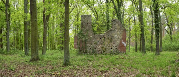 Ruins of a village church in the forest, fieldstone church, deserted village of Dangelsdorf, Hoher