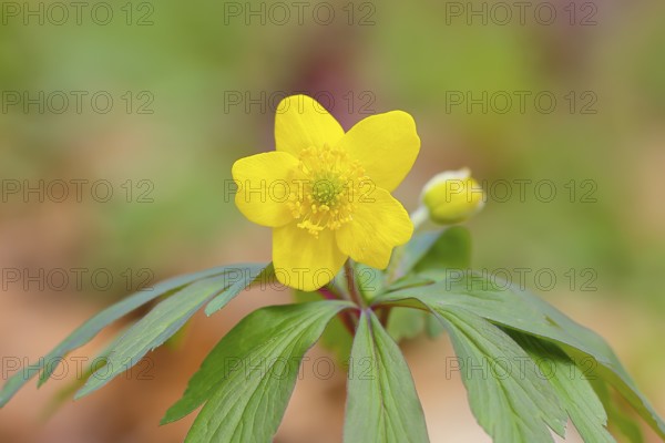 Yellow Anemone (Anemone ranunculoides) flowering, Holzbachschlucht, Rhineland-Palatinate, Germany,