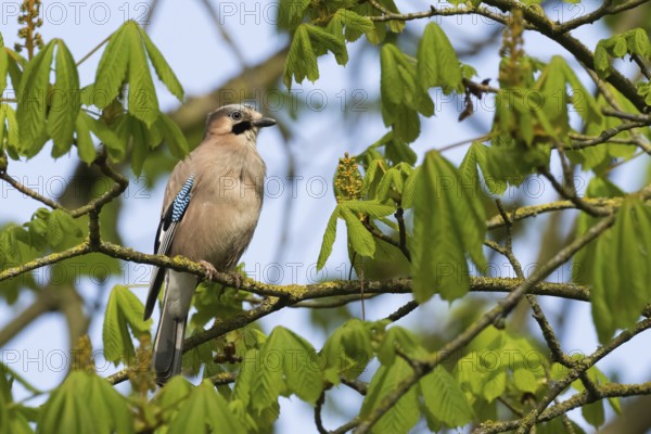 A jay (Garrulus glandarius) sits attentively on a branch surrounded by freshly sprouted leaves of a