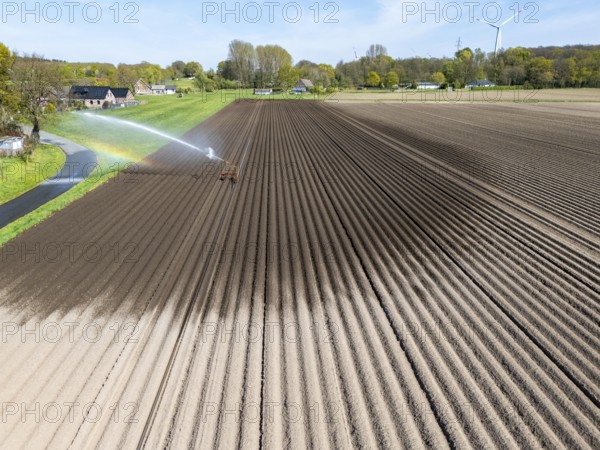 Artificial irrigation of a potato field in April, with a sprinkler system, long drought in spring