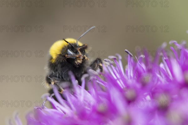 Buff tailed bumblebee (Bombus terrestris) adult bee on a purple Allium flower in an urban garden in