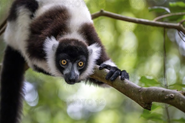 Black-and-white ruffed lemur (Varecia variegata), Le Palmarium reserve, Ambinaninony, Atsinanana,