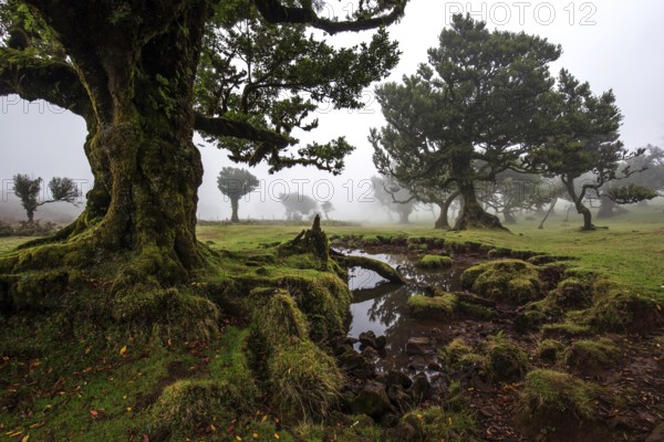 Laurel trees overgrown with moss and plants in the mist, old laurel forest (Laurisilva), stinkwood