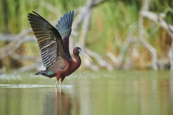 Glossy ibis (Plegadis falcinellus) cleaning its feathers in the water shaking its wings, Camargue,