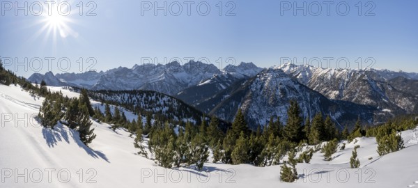 Mountain pines in the snow, ski tour to Schafreuter, view of snowy mountain panorama, Karwendel,