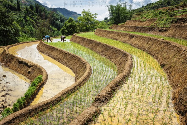 CAT CAT, VIETNAM, JUNE 9, 2011: Vietnamese farmers working in rice field paddy. Vietnam is now one