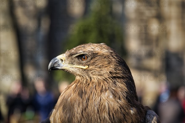 Steppe eagle (Aquila nipalensis) of Horus falconry in profile, medieval market Mystica Hamelon,