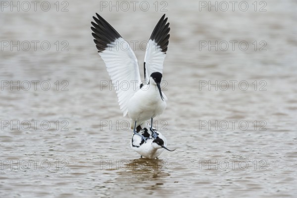 Black-capped avocets (Recurvirostra avosetta), mating, Lake Neusiedl National Park, Burgenland,