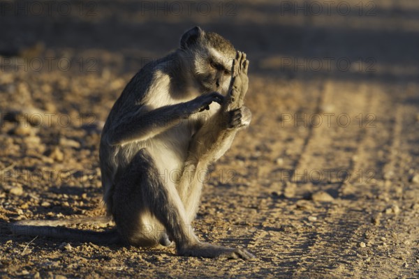 Vervet monkey (Chlorocebus pygerythrus), adult male sitting on a dirt road, grooming, evening
